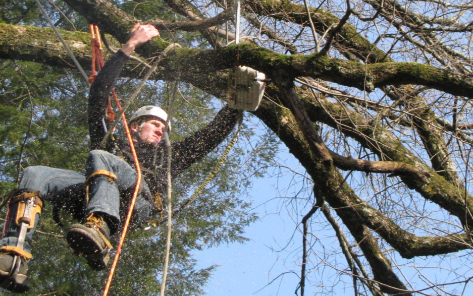 Arborist working at height in a large tree