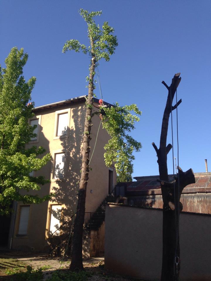 Dismantling a tree in sections near a house