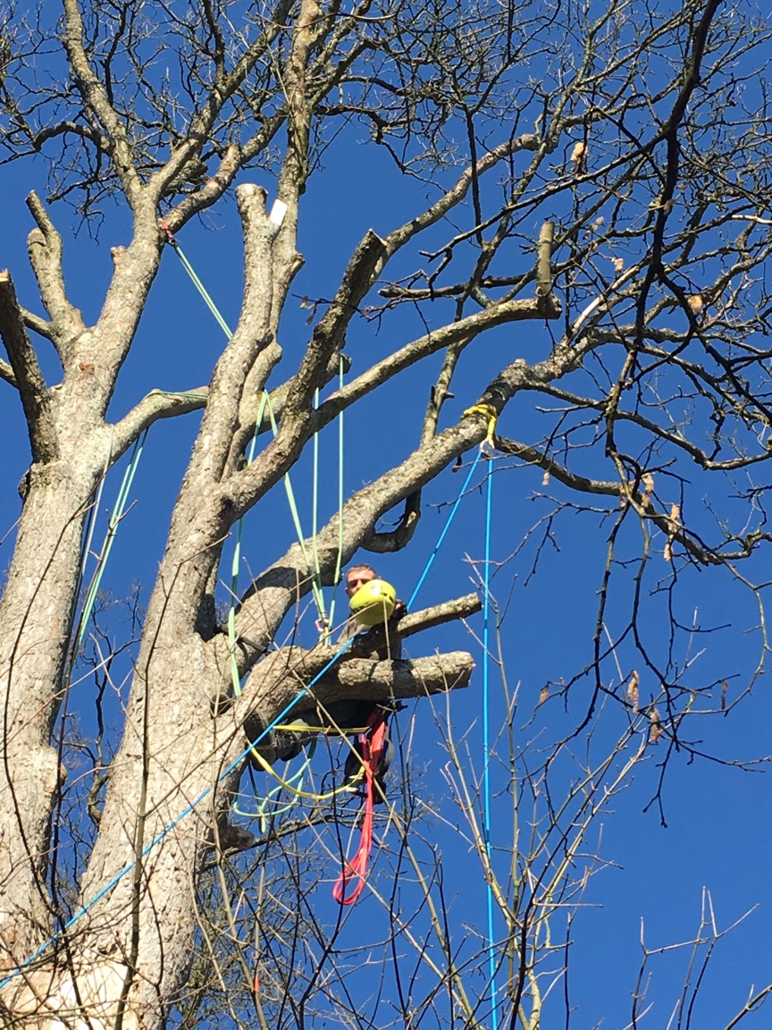 Marchitti arborist roped into a tree