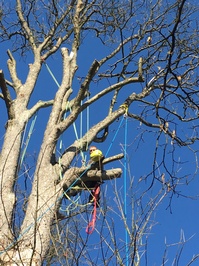 Pruning and trimming