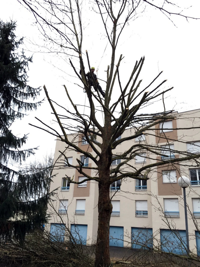 Pruned tree before felling near a building