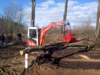 Tree felling