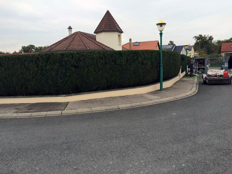 Trimmed thuja hedge