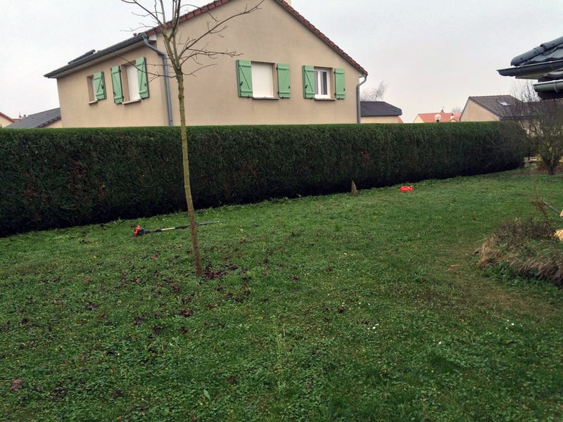 Hedge trimmed along the edge of a lawn